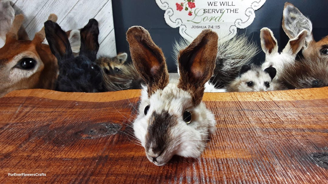 Rabbit Head/mummified Head/glass Eyes - Etsy