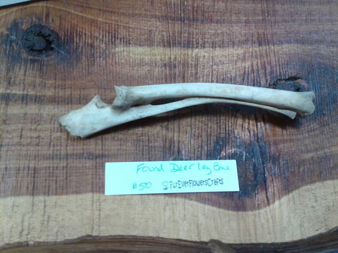 Deer Bones/found Deer Radius & Ulna Leg Bone/real/jewelry Supply Bones