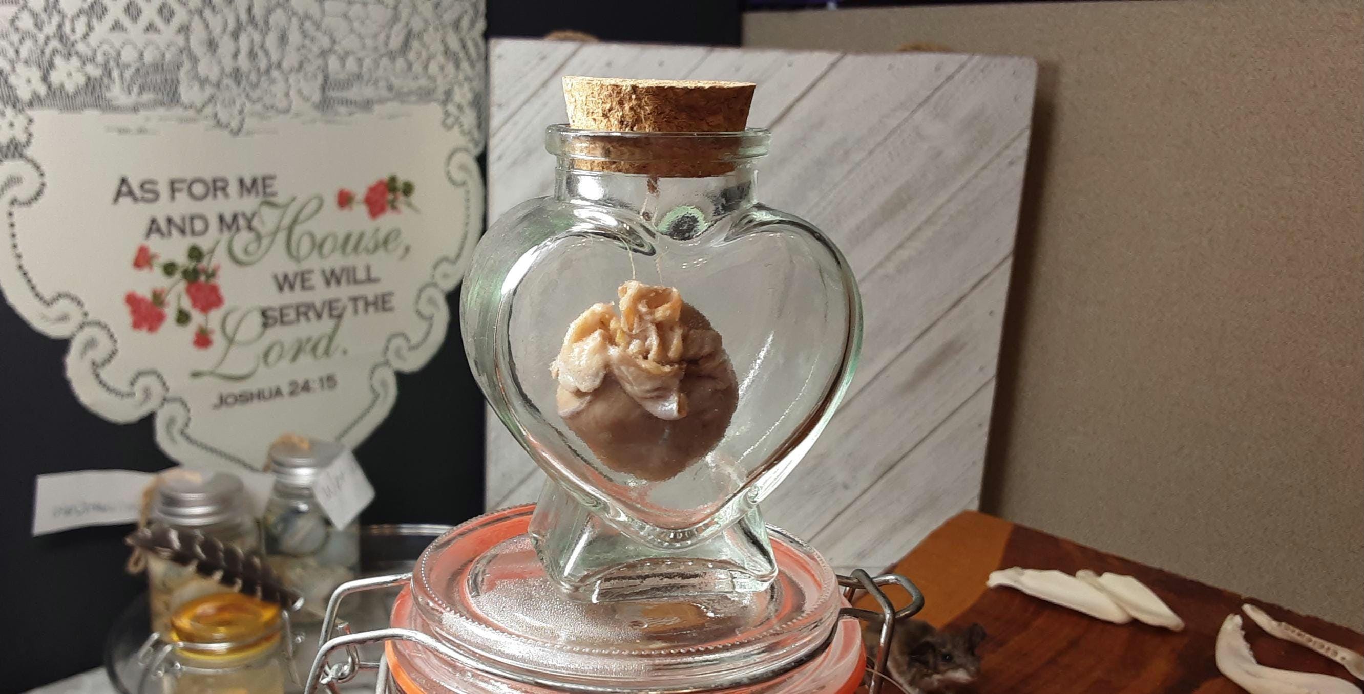 Wet Porcupine Heart/Wet Specimen/Jar