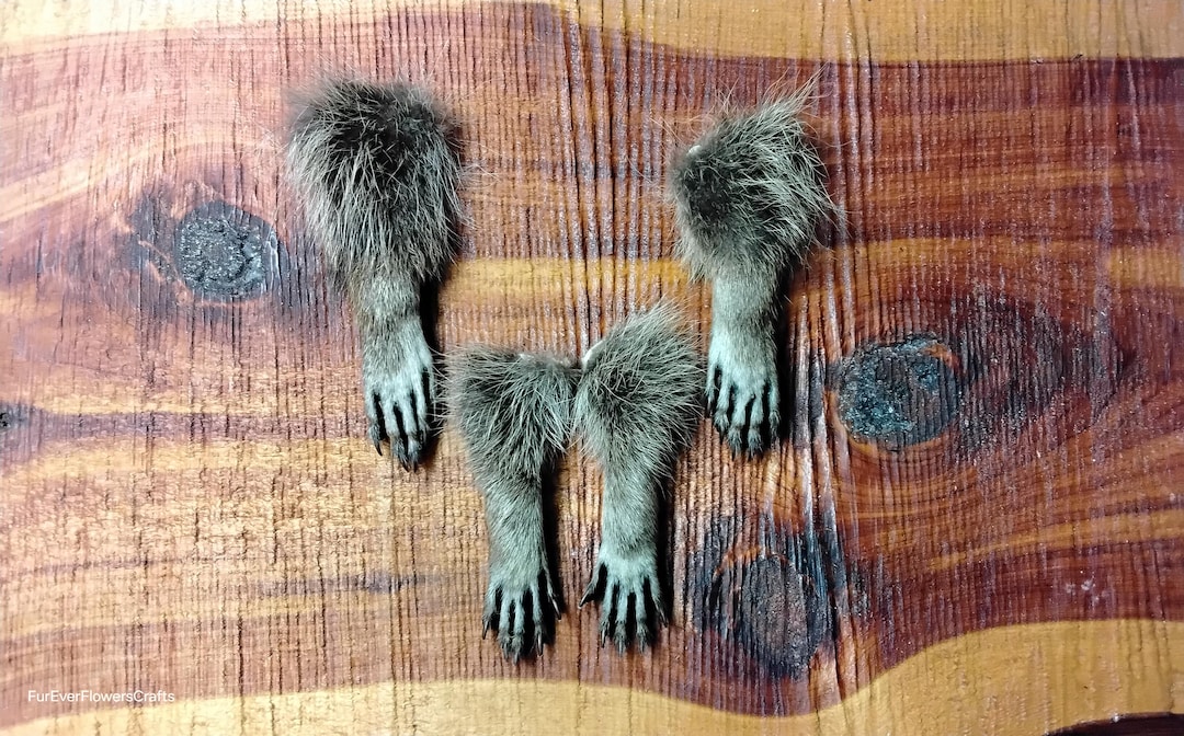 Raccoon Feet/4 Raccoon Feet/claws/raccoon Parts/foot - Etsy