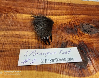 May include: A preserved porcupine foot with black claws. The foot is on a wooden surface with a white note that says "1. Porcupine Foot #1 FurEverFlowersCrafts".
