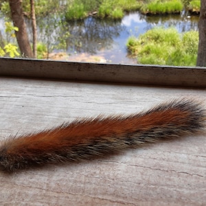 May include: A long, bushy, reddish-brown squirrel tail with black tips on the hairs.