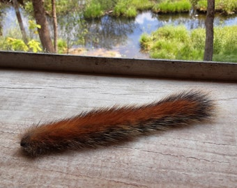 Squirrel Tail/Dried and Preserved/Northern Red Squirrel/Tail Pelts/Fly Tying Fur/Fly Fishing