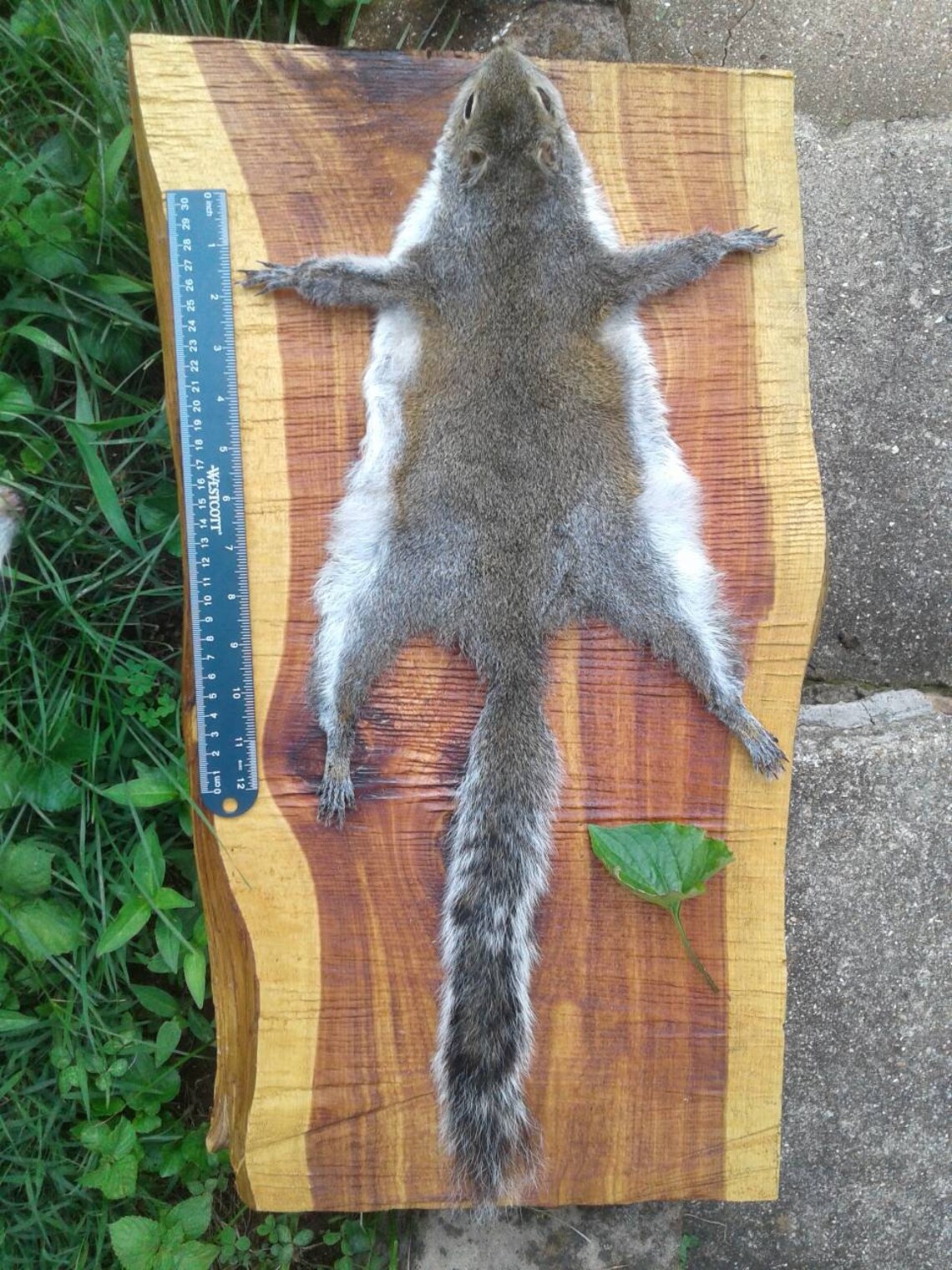 Gray Squirrel Pelt/Tanned Squirrel Pelt/Fly Etsy