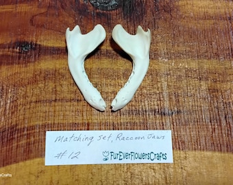 Raccoon Lower Jaws/2 Jaw Bones/Real Bone