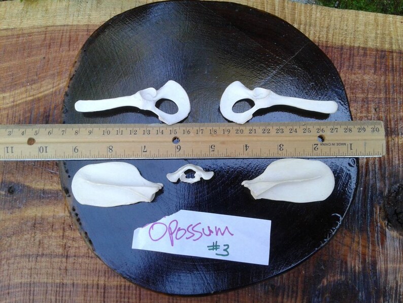 Opossum Scapula Pelvic AtlasAnimal BonesReal BoneTaxidermySkeleton BonesCraft Bones