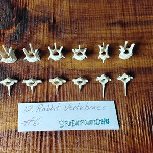Rabbit Bones/12 Pack/Vertebrae Bones/Real Bone/Jewelry Bones