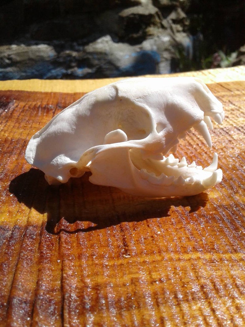 Skunk Skull/Xlarge/Real Animal Skull/Real Bones/Striped Skunk Etsy