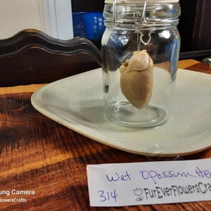 Corazón de zarigüeya húmedo/Corazón real/Corazón de animal/Ejemplar húmedo/Frasco de vidrio