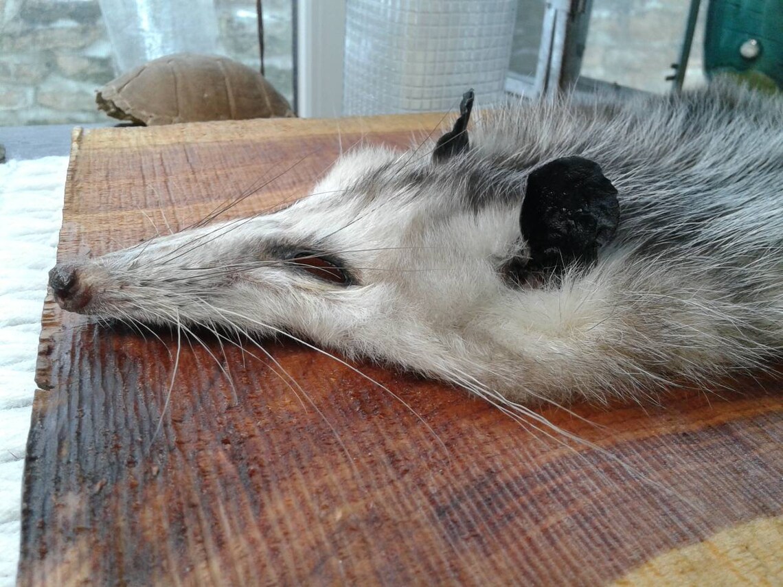 Opossum Pelt/Tanned Pelt/X Large/Fur Pelts Etsy