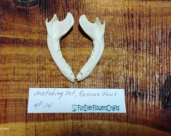 Raccoon Lower Jaws/2 Jaw Bones/Real Bone