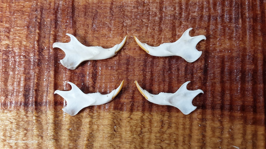Chipmunk Bones/4 Lower Jaws/chipmunk Mandible/animal Skull/real Skull ...