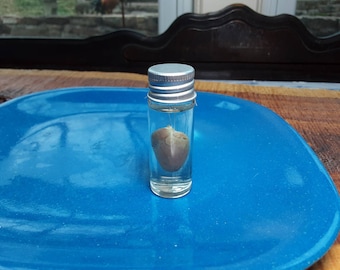 Wet Squirrel Heart/Wet Specimen/Glass Jar/Real