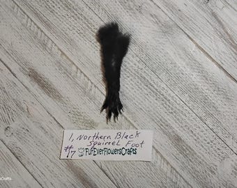 Squirrel Foot/1 Northern Black Squirrel Foot/Real