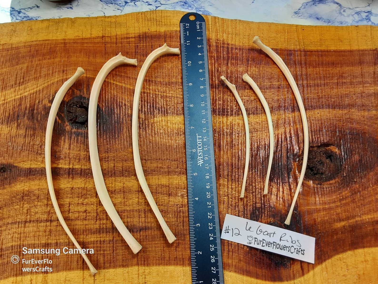 Goat Rib Bones/6 Goat Bones/Rib Bones Etsy