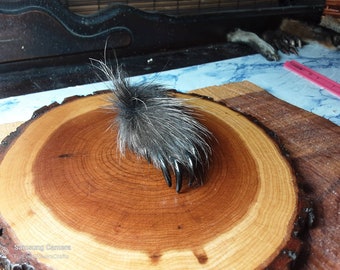 May include: A close-up of a gray and black raccoon paw with claws, mounted on a wooden slice. The paw is positioned with the claws facing up.