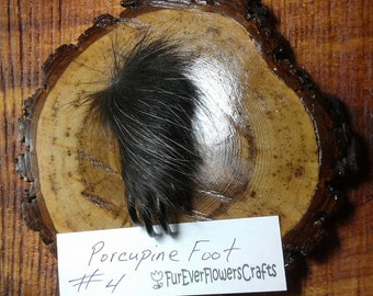 Porcupine Foot/1 Foot/Mummified/Preserved/Porcupine Paw/Feet