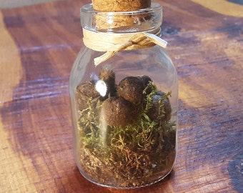 Deer Poop in a Bottle/Vial of Deer Poop Pellets and real Moss/Mystery Box