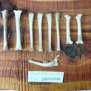 Deer Bones/Baby Deer Bones/Found/Real Bones/Leg Bones/Jaw Bone