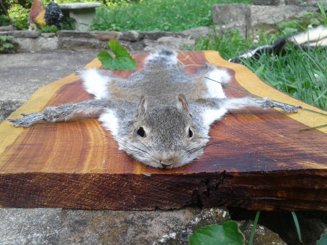 Gray Squirrel Pelt/Tanned Squirrel Pelt/Fly Etsy