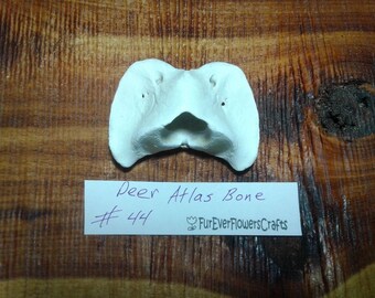 Deer Bone/Deer Atlas/Vertebrae/Real Bone/Real Bone