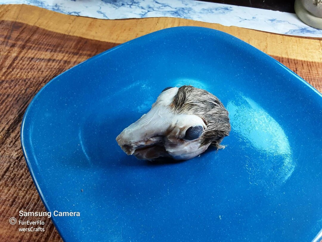 Toupee Rabbit Wet Rabbit Head/domestic Rabbit With Toupee/wet Specimen/glass Jar - Etsy