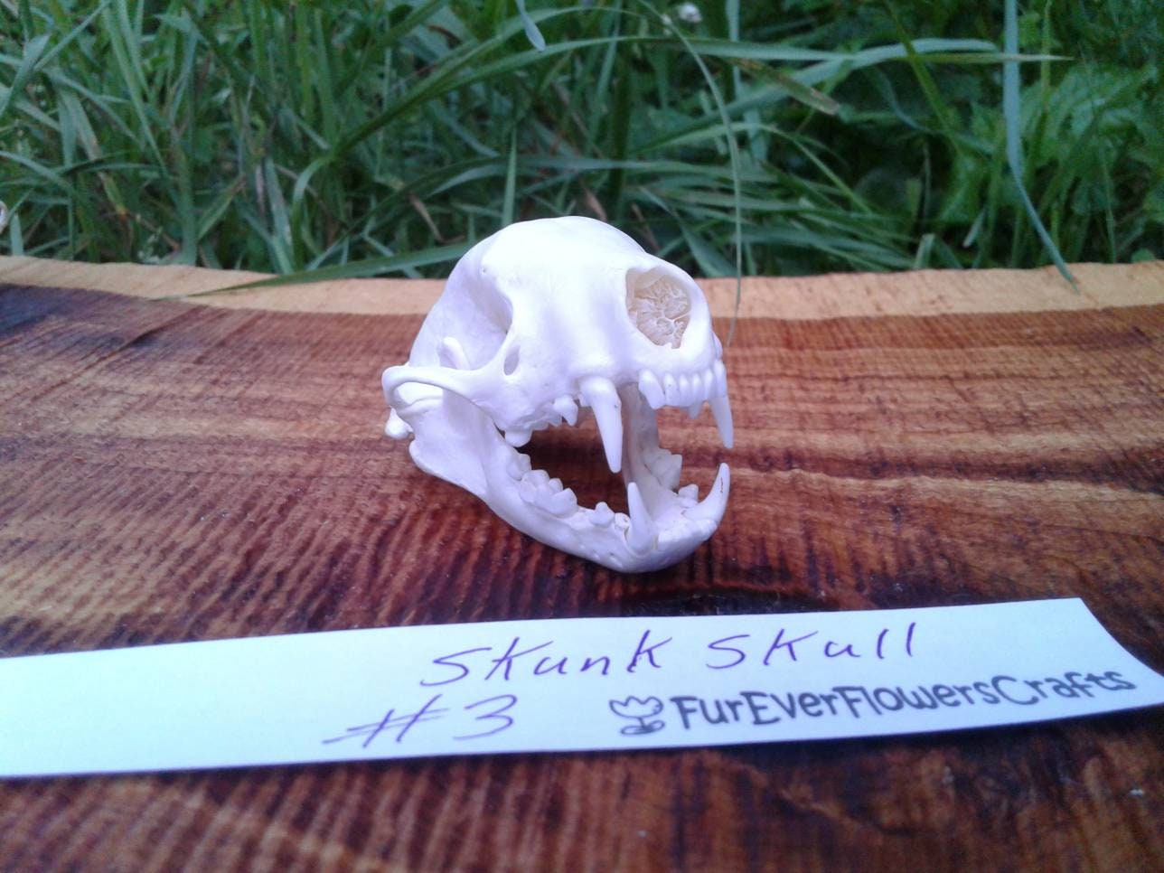 Skunk Skull/X Large Skunk/Real Animal Skull/Real Bones/Striped | Etsy