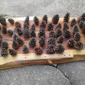 Pinecones/50 Pinecones/Bulk Pack/Craft/Wedding/Wreath/Rustic