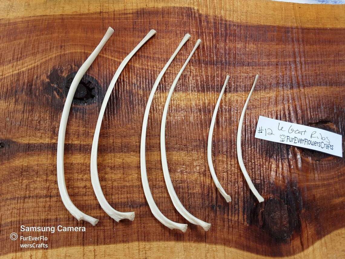 Goat Rib Bones/6 Goat Bones/Rib Bones Etsy