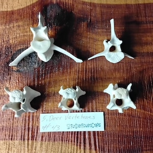 Deer Bones/5 Pack/Deer Vertebraes/Real