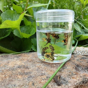 Real Yellow Jacket Wasp/6 Wasp/Craft Supplies/Specimen/Plastic Jar