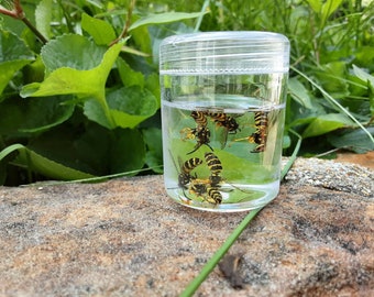 Real Yellow Jacket Wasp/5 Wasp/Craft Supplies/Specimen/Plastic Jar
