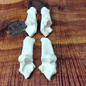 Deer Bone/4 Pack/Deer Foot Bones/Knuckle Bones/Real Bone