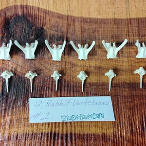 Rabbit Bones/12 Pack/Vertebraes/Real Bone/Jewelry Bones/Craft Bones