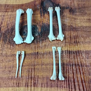 Rabbit Bones/8 pack/Leg Bones/Real Bone/Craft Bones