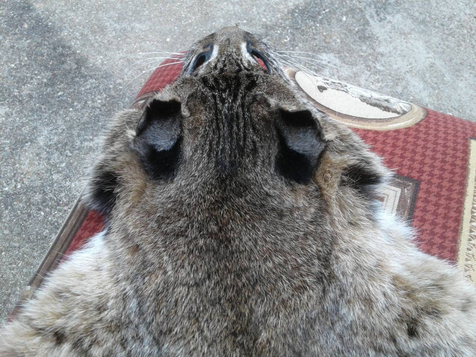 Real Bobcat Pelt/XX Large Bobcat Pelt/Tanned Pelt/Real Fur Etsy