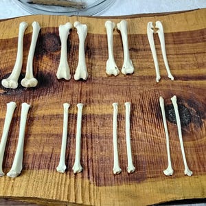 Raccoon Bones/16 Pack/Leg Bones/Animal Bones/Real Bone/Craft Bones/Jewelry supply bones