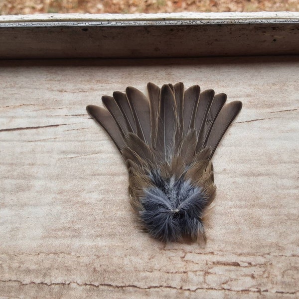 Sparrow Tail Fan/European House Sparrow/Real Feathers