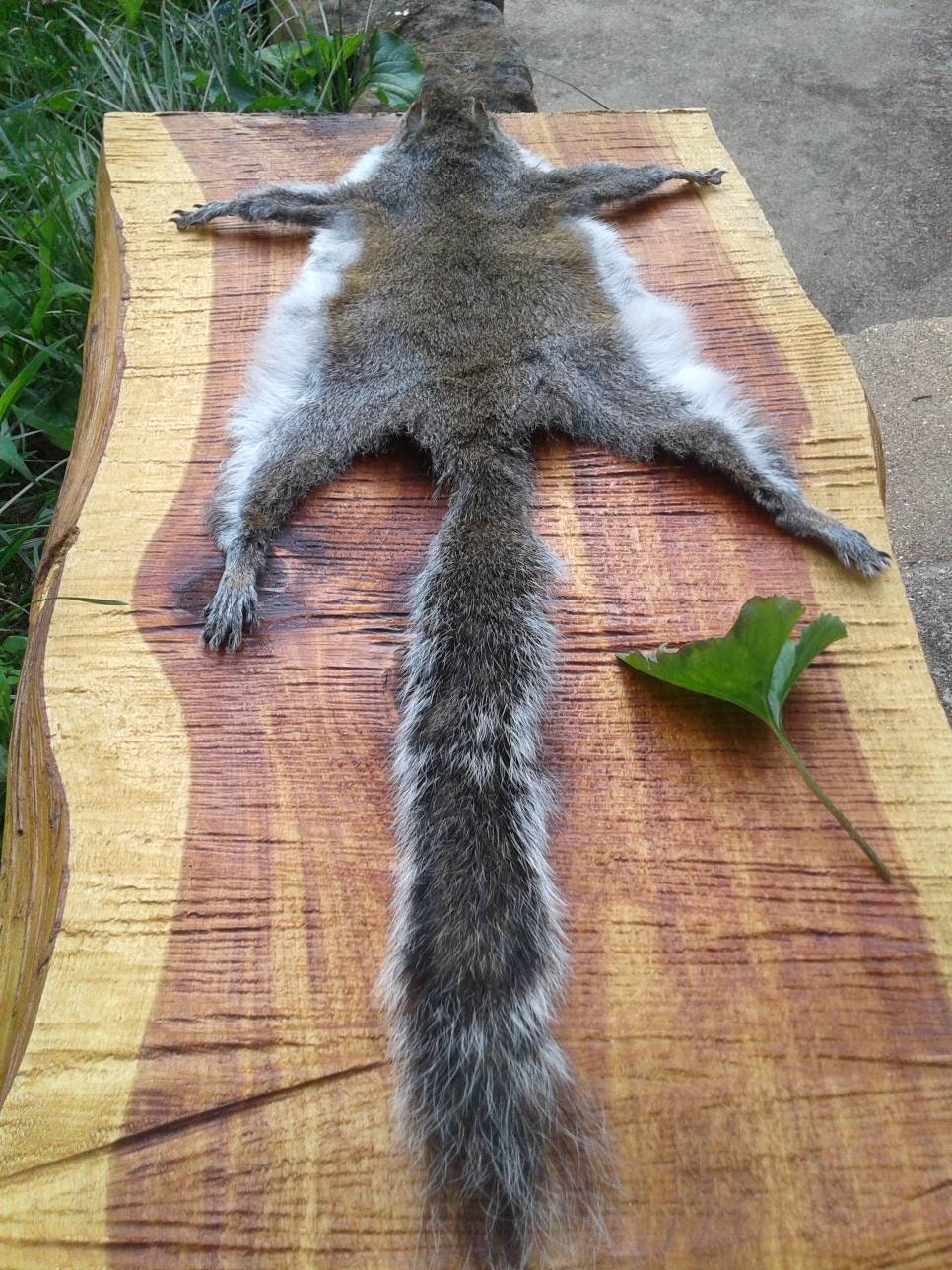Gray Squirrel Pelt/Tanned Squirrel Pelt/Fly Etsy
