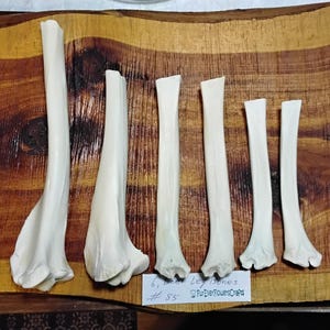 Deer Leg Bones/Real Bones/Knife Bones/Jewelry Supply Bones