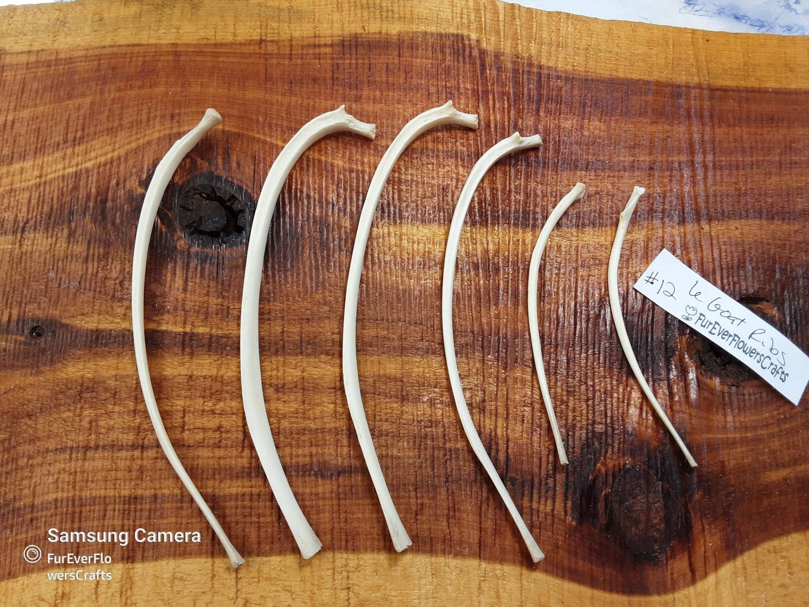 Goat Rib Bones/6 Goat Bones/Rib Bones Etsy