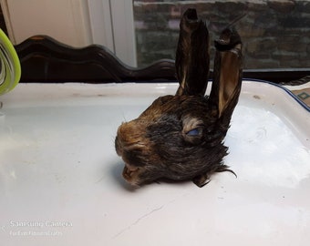 Wet Rabbit Head/Black&Brown/Domestic Rabbit/Wet Specimen/Glass Jar