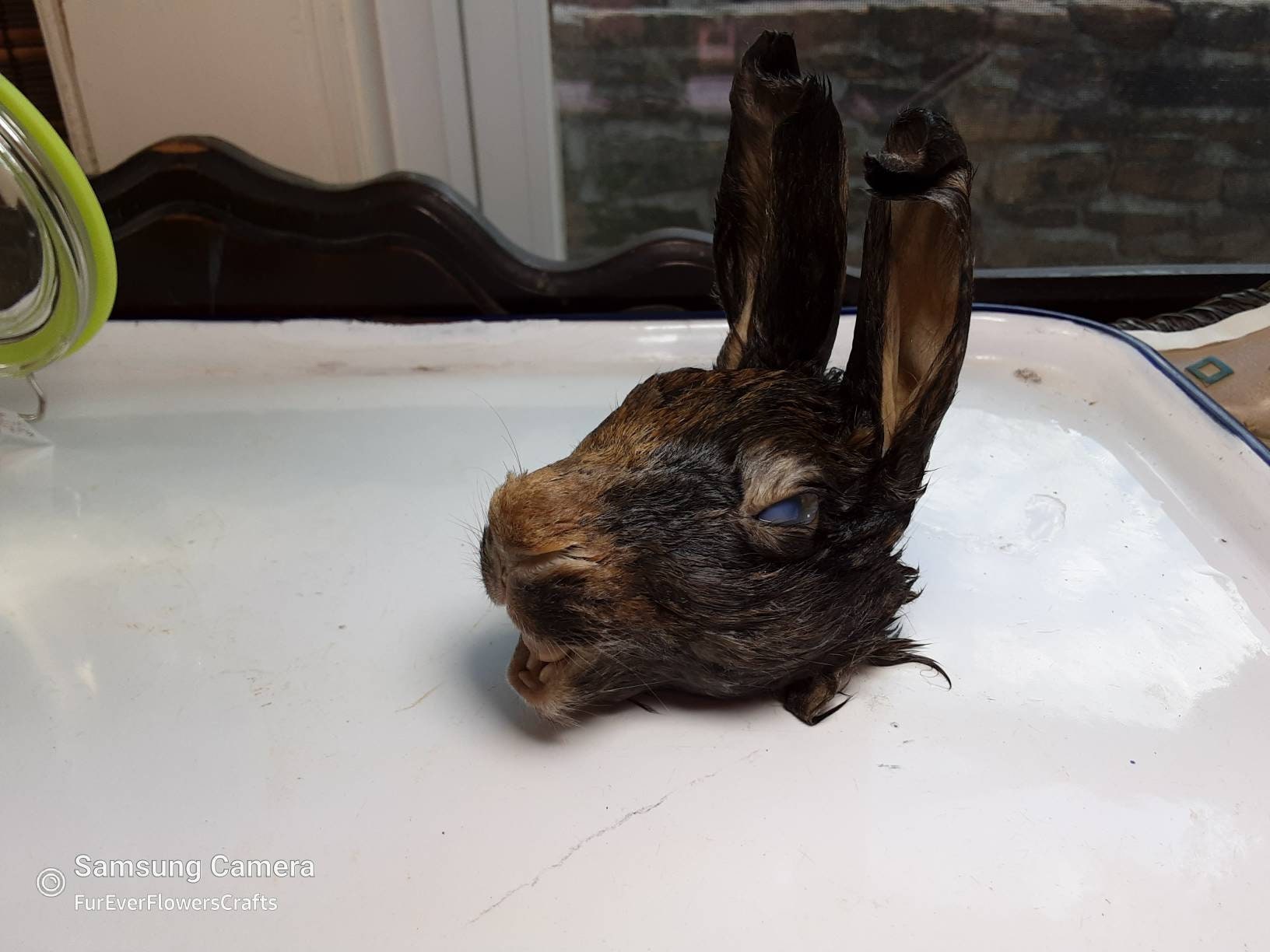 Wet Rabbit Headblack&browndomestic Rabbitwet Specimenglass Jar - Etsy  Ireland