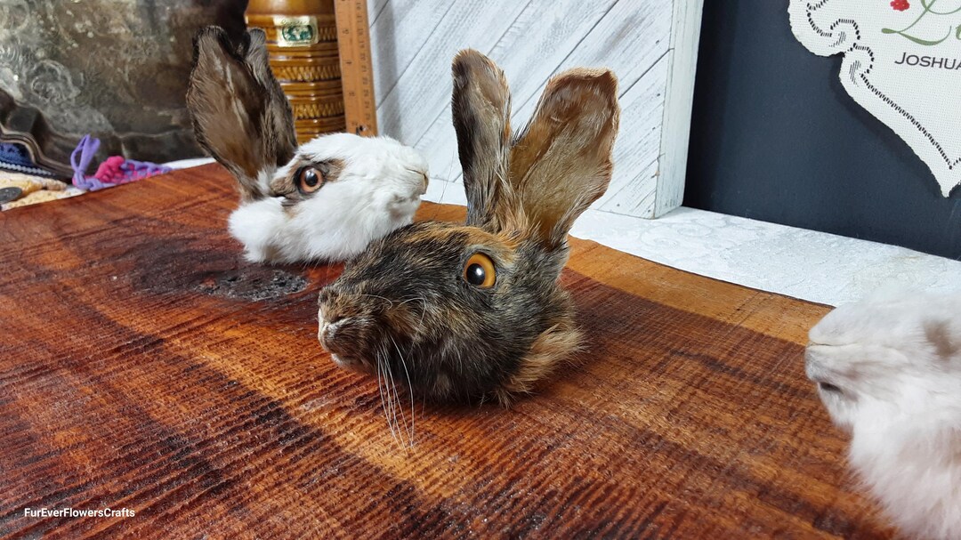Mummified Rabbit Rabbit Head/mummified Head/glass Eyes/ - Etsy