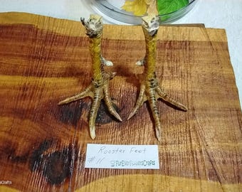 Real Rooster Feet/Real/Bird Feet/Rooster Claws/Rooster Foot/Bird Claws/Bones/Mummified