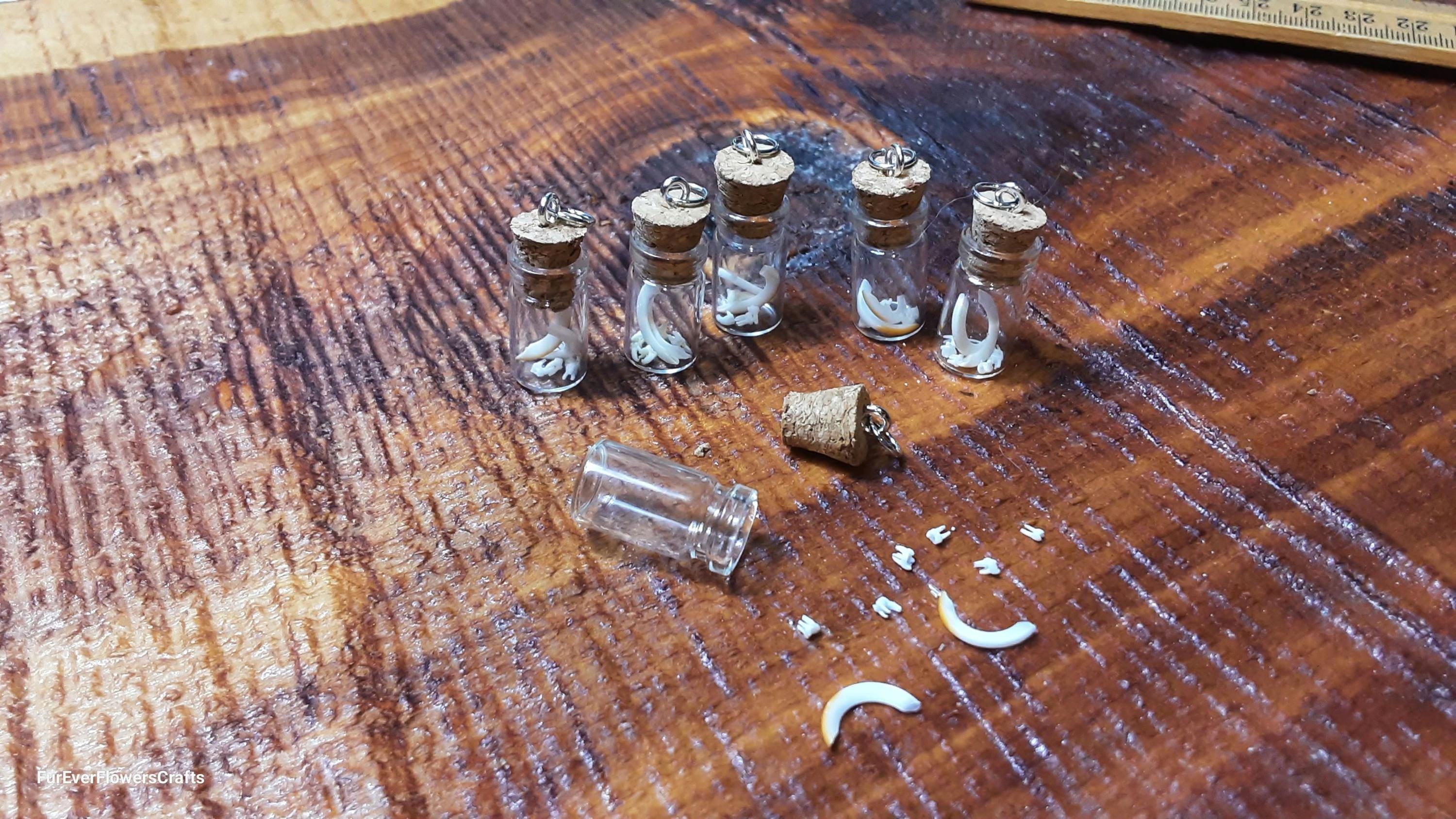 Chipmunk Teeth in Vial/8 Pack/teeth/chipmunk Bones/animal Teeth/real ...