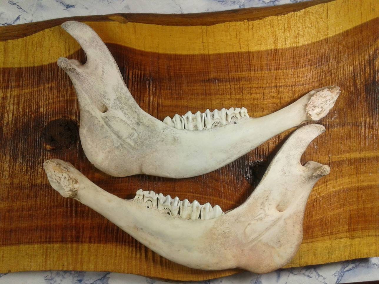 ニホンザル　頭骨セット Cow Bones/2 Cow Jaws/matched Set/found/real Bone/skull