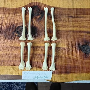 Raccoon Bones/8 Pack/Leg Bones/Animal Bones/Real Bone/Taxidermy/Craft Bones/Jewelry supply bones