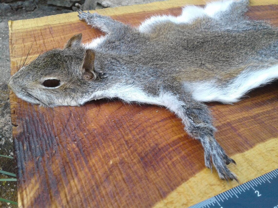 Gray Squirrel Pelt/Tanned Squirrel Pelt/Fly Etsy