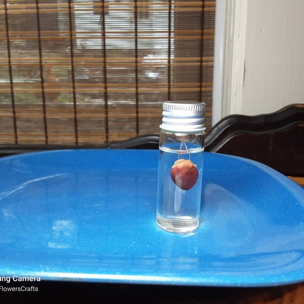 Wet Chipmunk Heart/Wet Specimen/Glass Jar